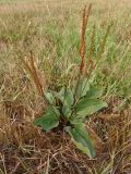 Plantago uliginosa. Плодоносящее растение. Украина, Запорожская обл., Гуляйпольский р-н, г. Гуляйполе, берег р. Гайчур, луговая степь. 21.08.2020.