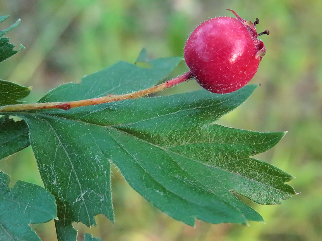 Изображение особи Crataegus ambigua.