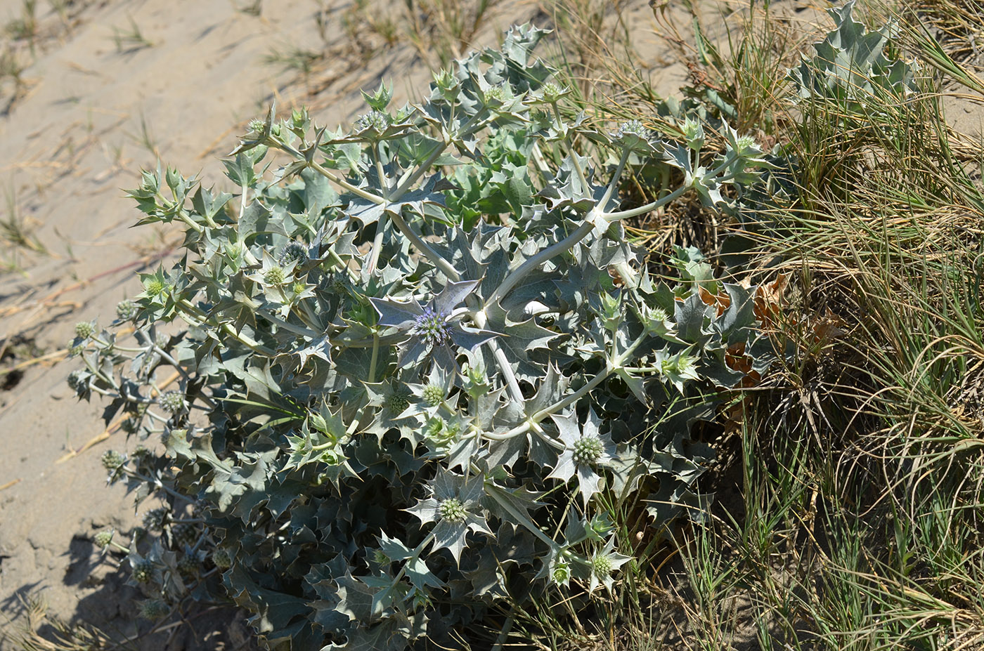 Изображение особи Eryngium maritimum.