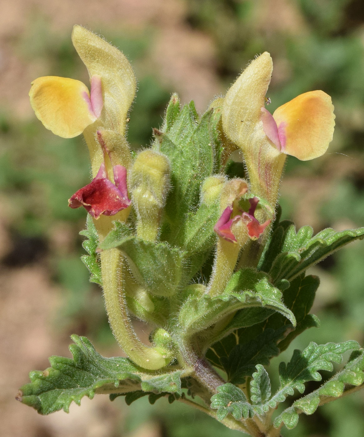 Image of Scutellaria adenostegia specimen.