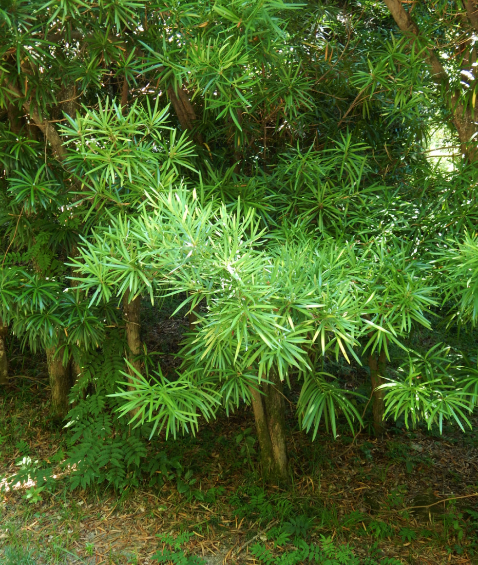 Image of Podocarpus macrophyllus specimen.