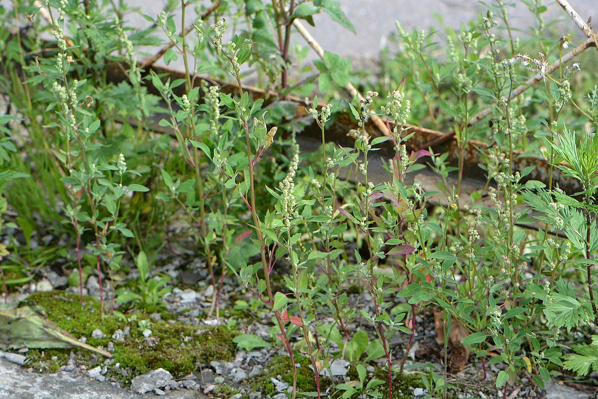 Изображение особи Chenopodium strictum.