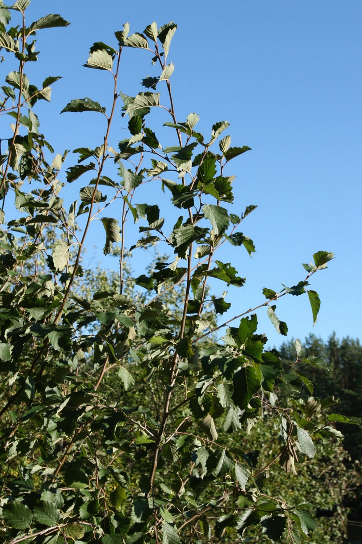 Image of Alnus incana specimen.