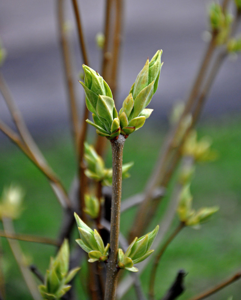 Image of Syringa vulgaris specimen.