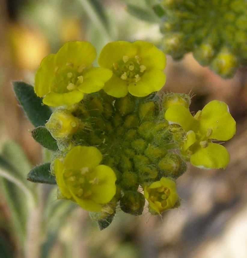 Image of Alyssum trichostachyum specimen.