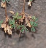 genus Oxalis