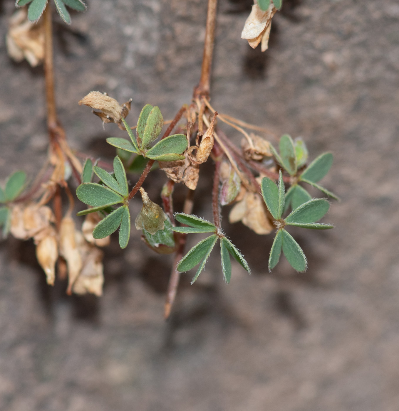 Изображение особи род Oxalis.