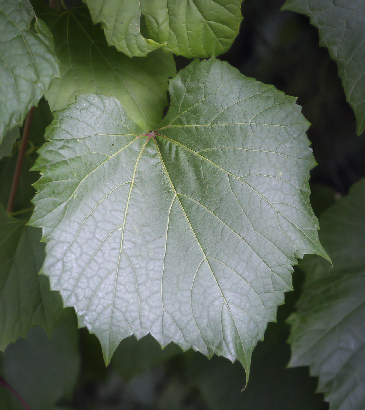 Изображение особи Vitis amurensis.