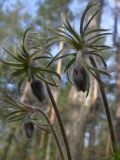 Pulsatilla pratensis