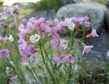 Cardamine uliginosa. Соцветия с цветками и незрелыми плодами. Кабардино-Балкария, Эльбрусский р-н, долина р. Ирикчат, ок. 2650 м н.у.м., у ручья. 07.07.2020.