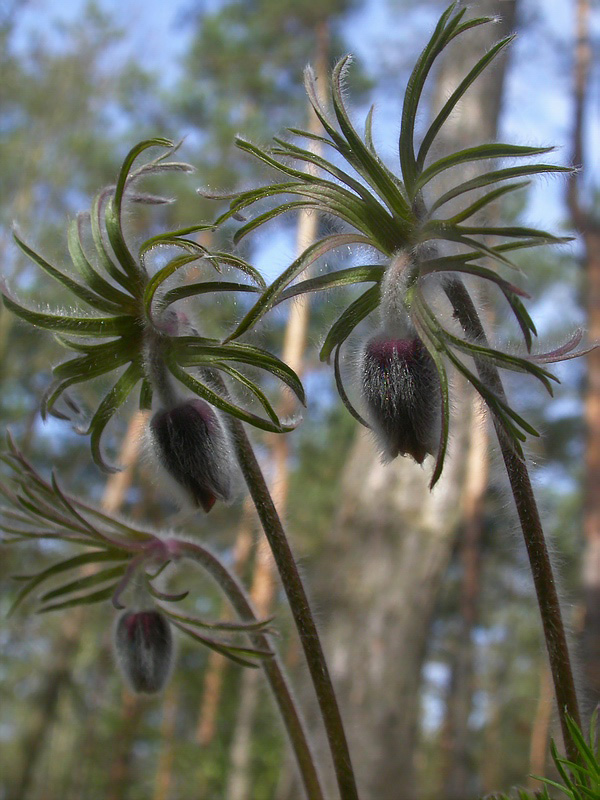 Изображение особи Pulsatilla pratensis.