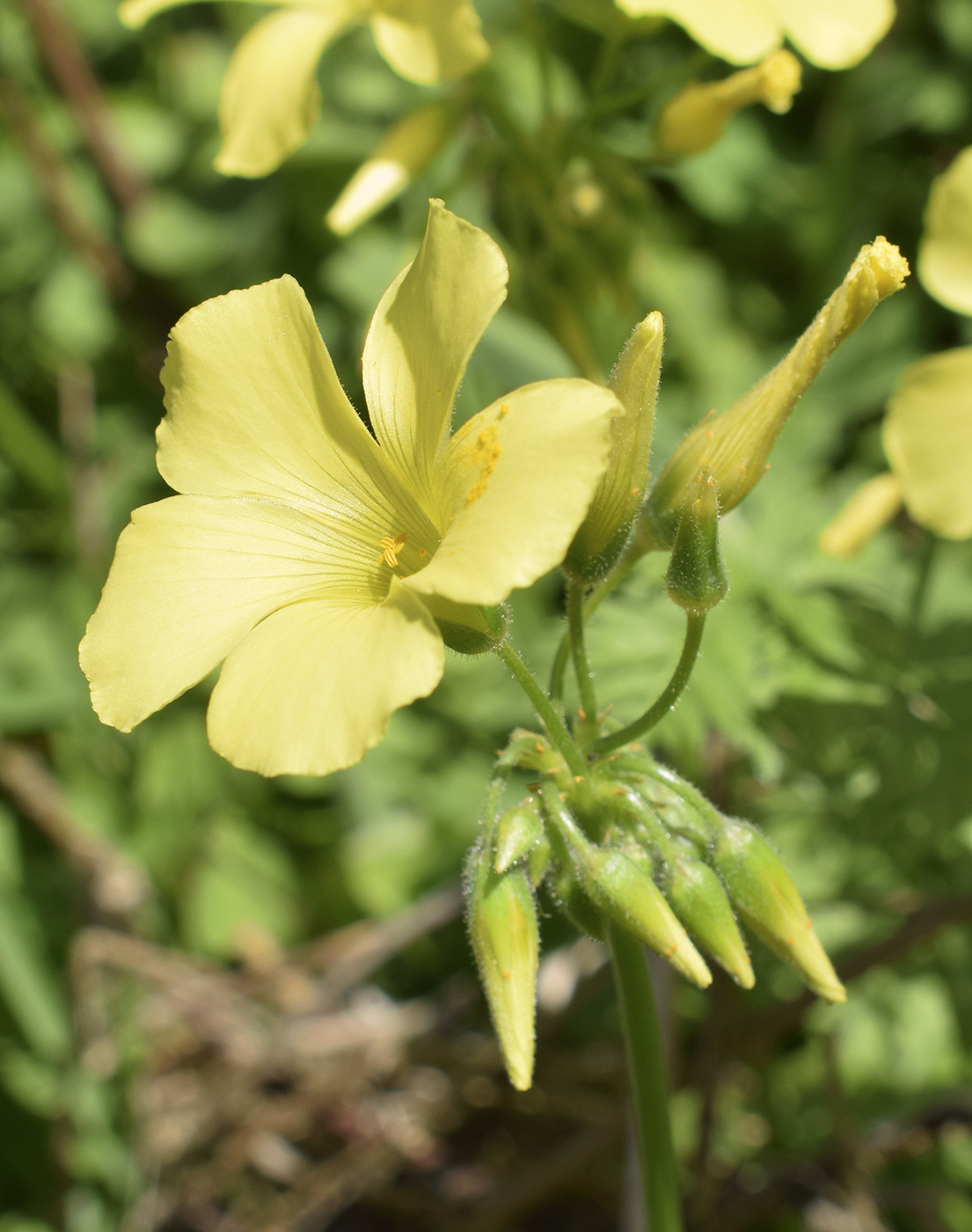Изображение особи Oxalis pes-caprae.