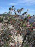 Sorbus tauricola