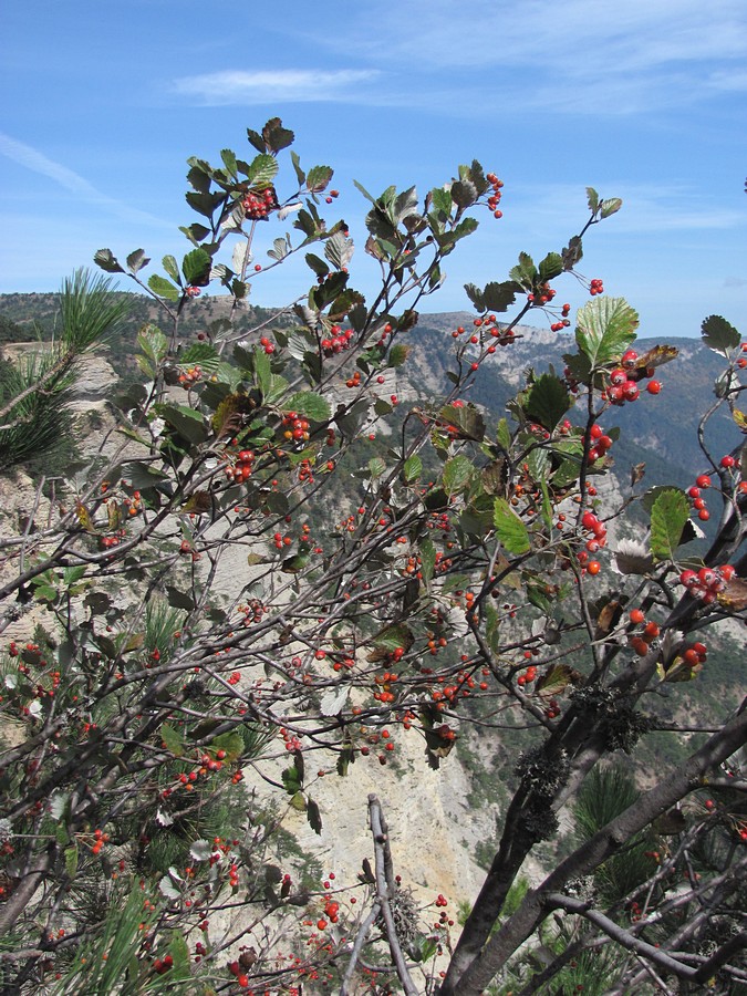 Изображение особи Sorbus tauricola.