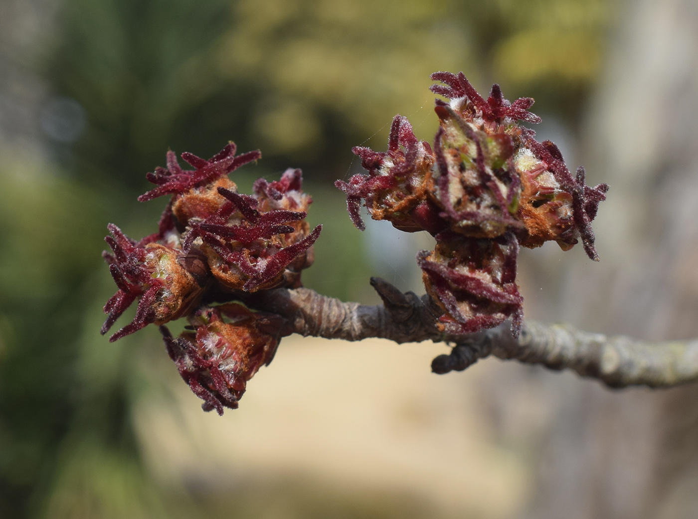 Image of Acer &times; freemanii specimen.