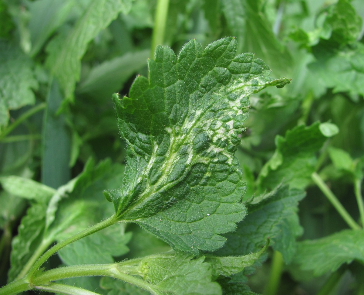 Image of Lamium maculatum specimen.