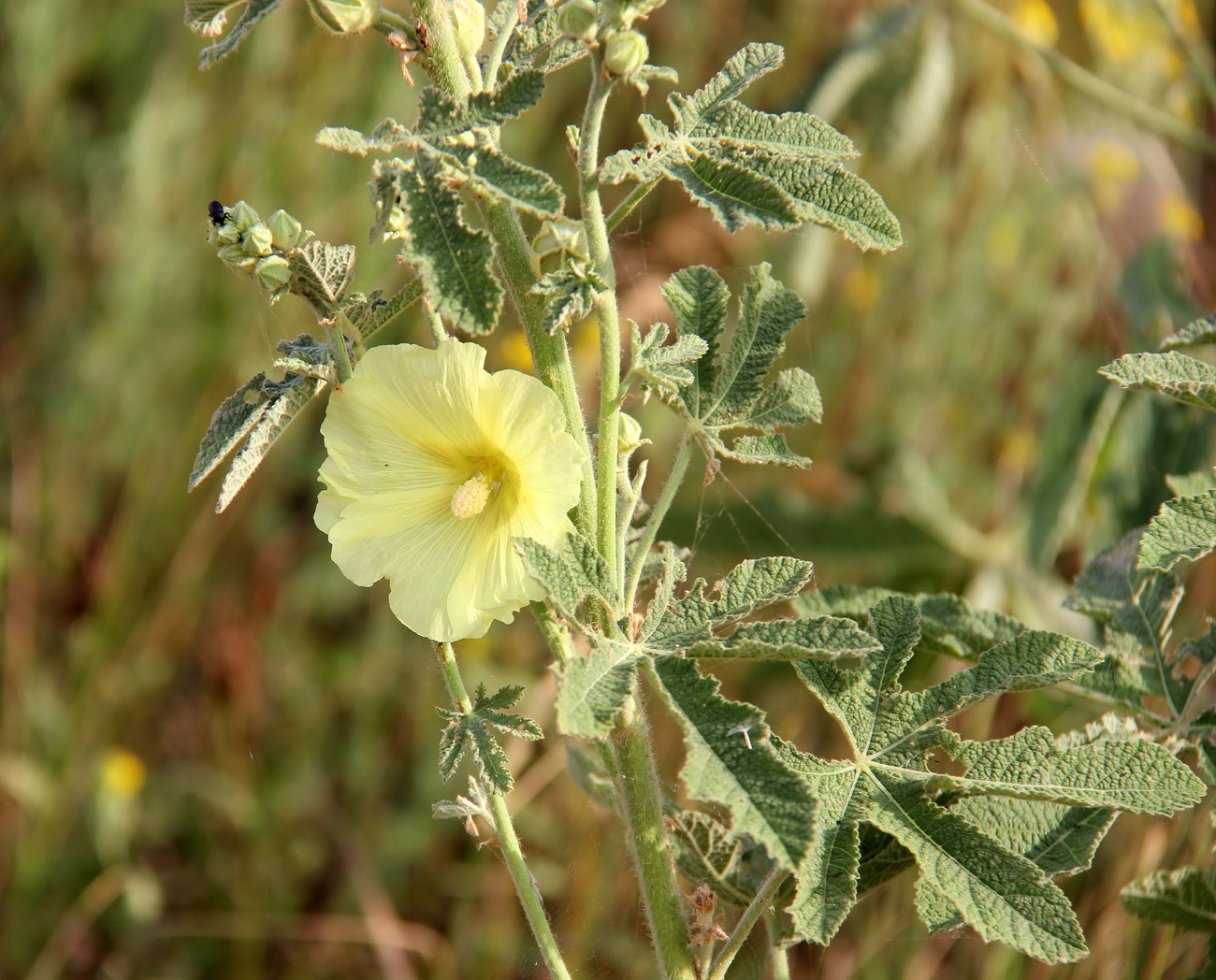 Изображение особи Alcea rugosa.