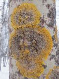 Xanthoria parietina. Частично погибшие талломы с апотециями. Тверская обл., Весьегонск, Приморский парк, на стволе осины. 6 февраля 2021 г.