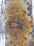 Xanthoria parietina