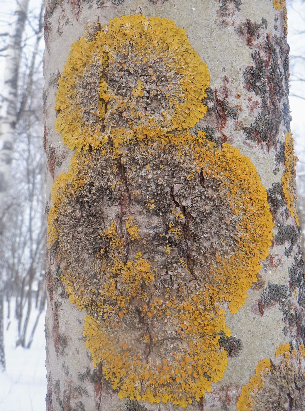 Image of Xanthoria parietina specimen.