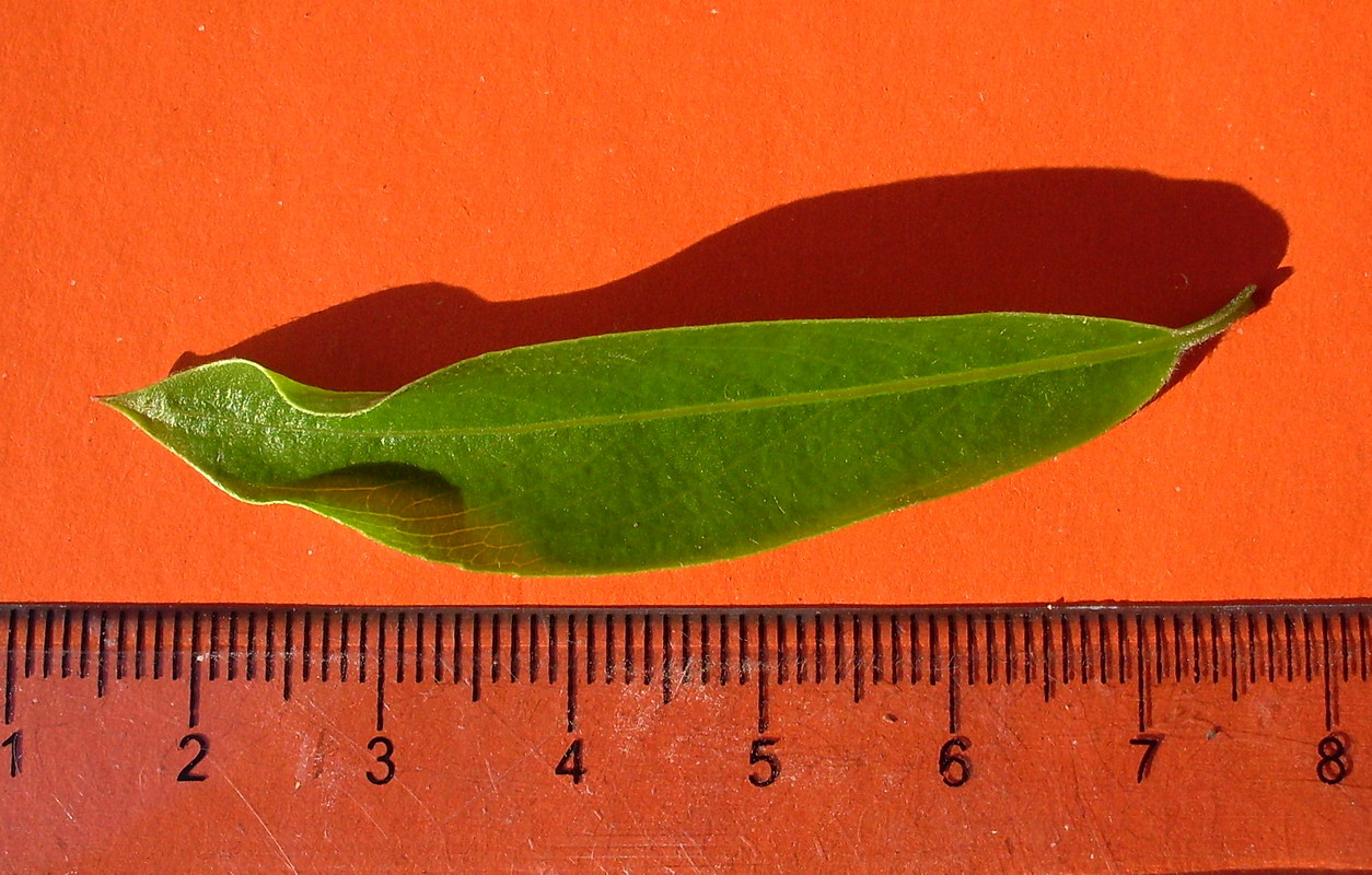 Image of genus Salix specimen.