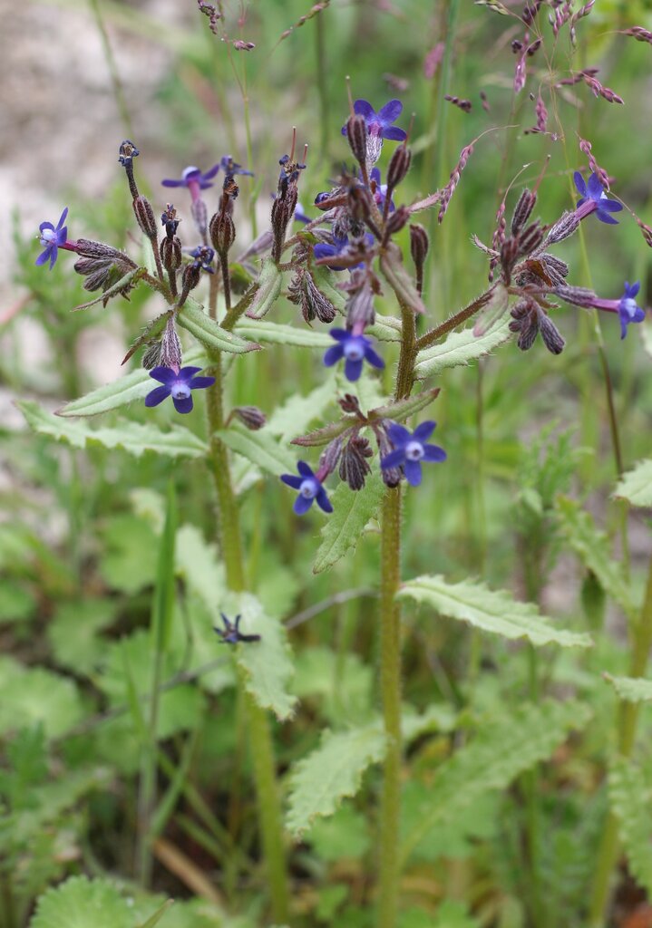 Изображение особи Anchusa stylosa.