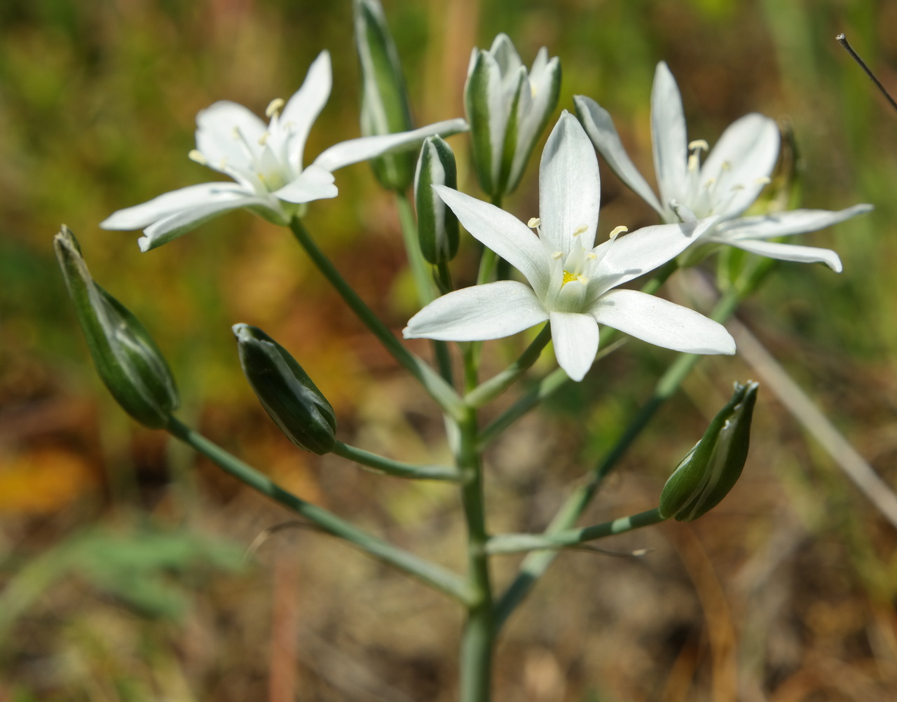 Изображение особи Ornithogalum navaschinii.