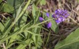 Polygala comosa