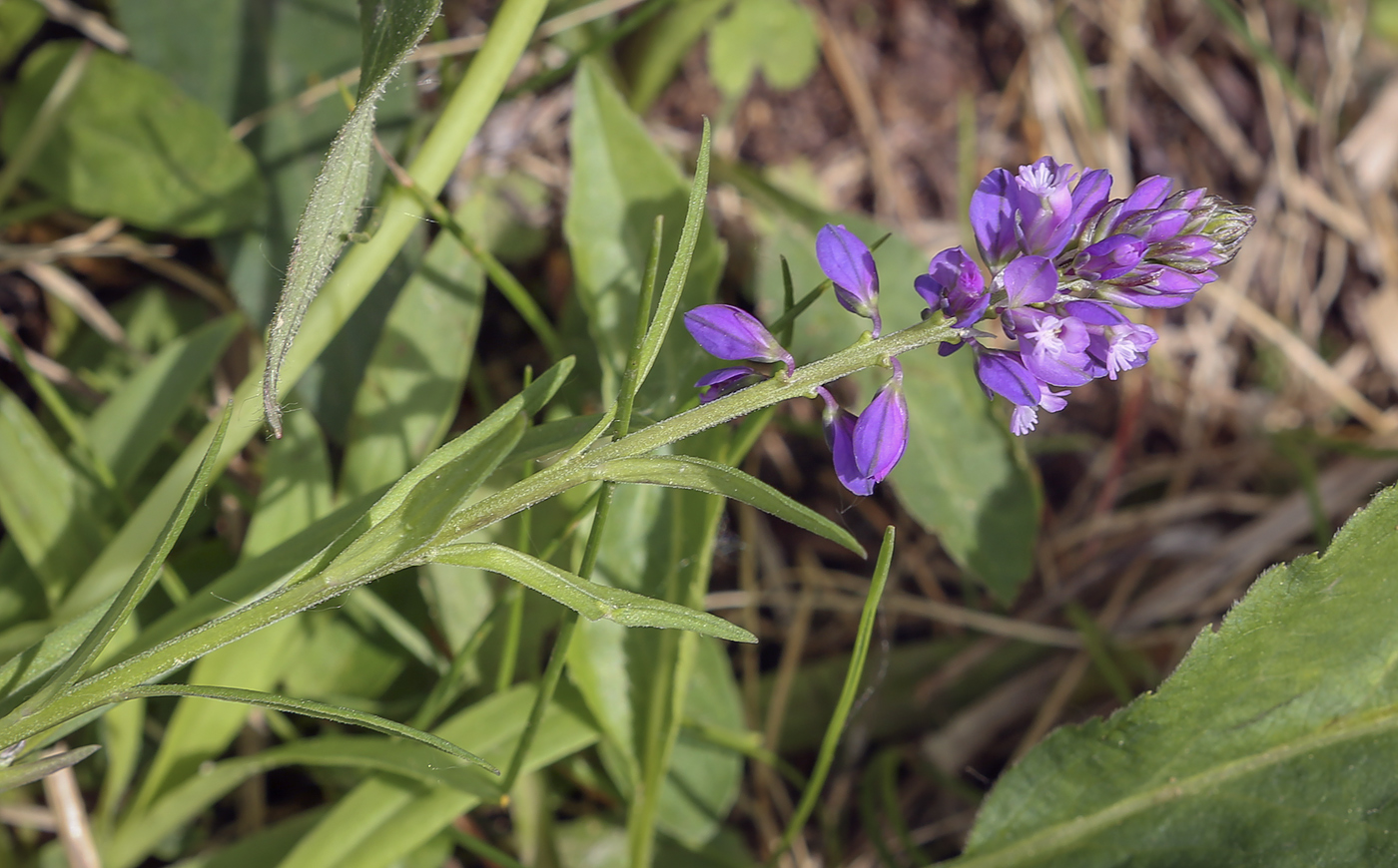 Image of Polygala comosa specimen.