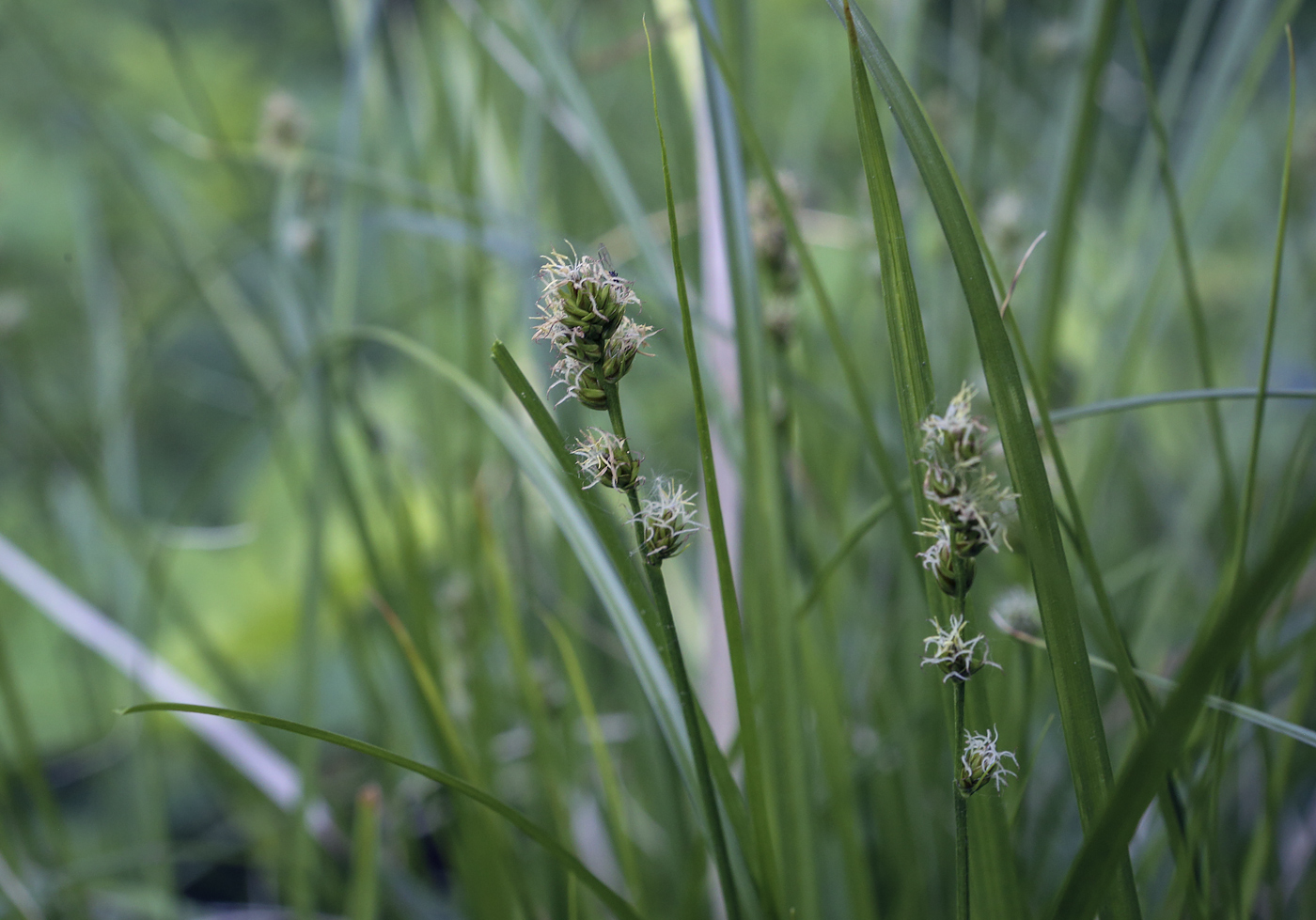 Image of Carex leporina specimen.