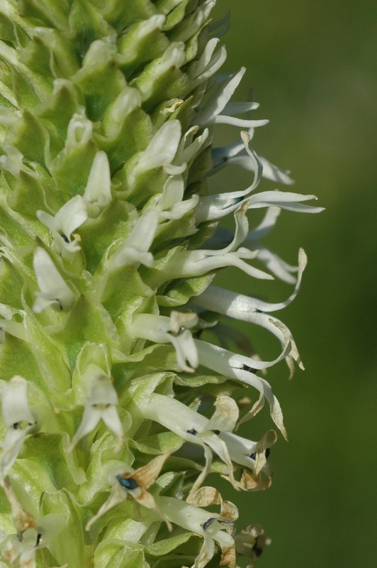Image of Lagotis integrifolia specimen.