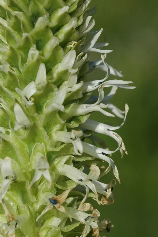 Изображение особи Lagotis integrifolia.