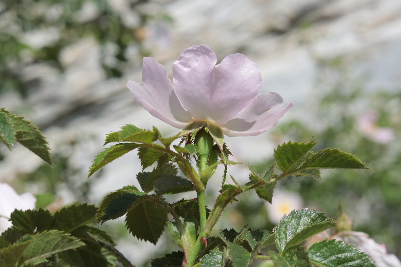 Image of Rosa balsamica specimen.