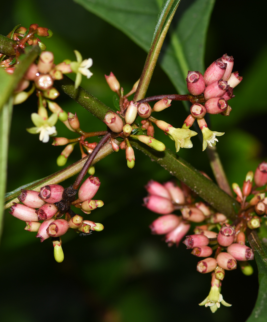 Image of Hoffmannia obovata specimen.