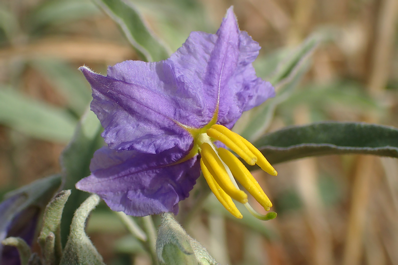 Image of Solanum elaeagnifolium specimen.