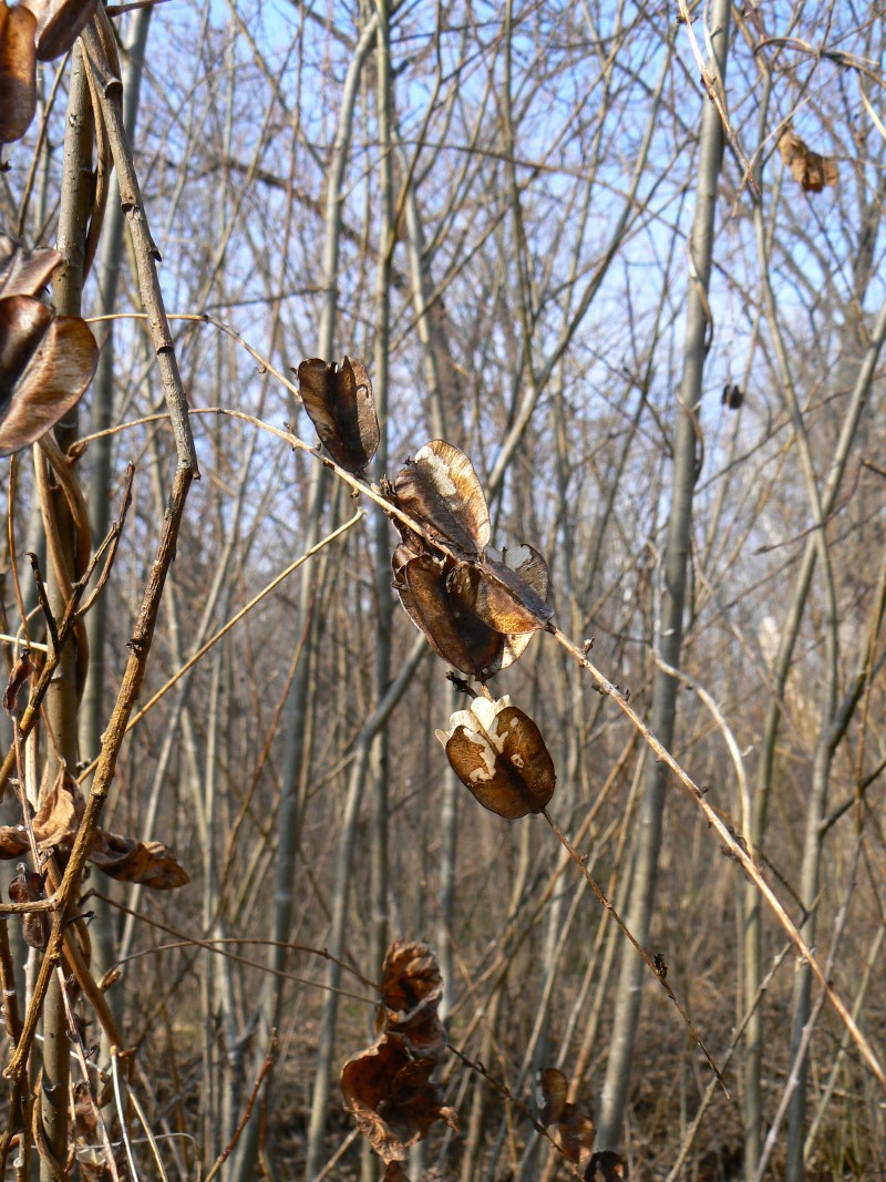 Image of Dioscorea nipponica specimen.