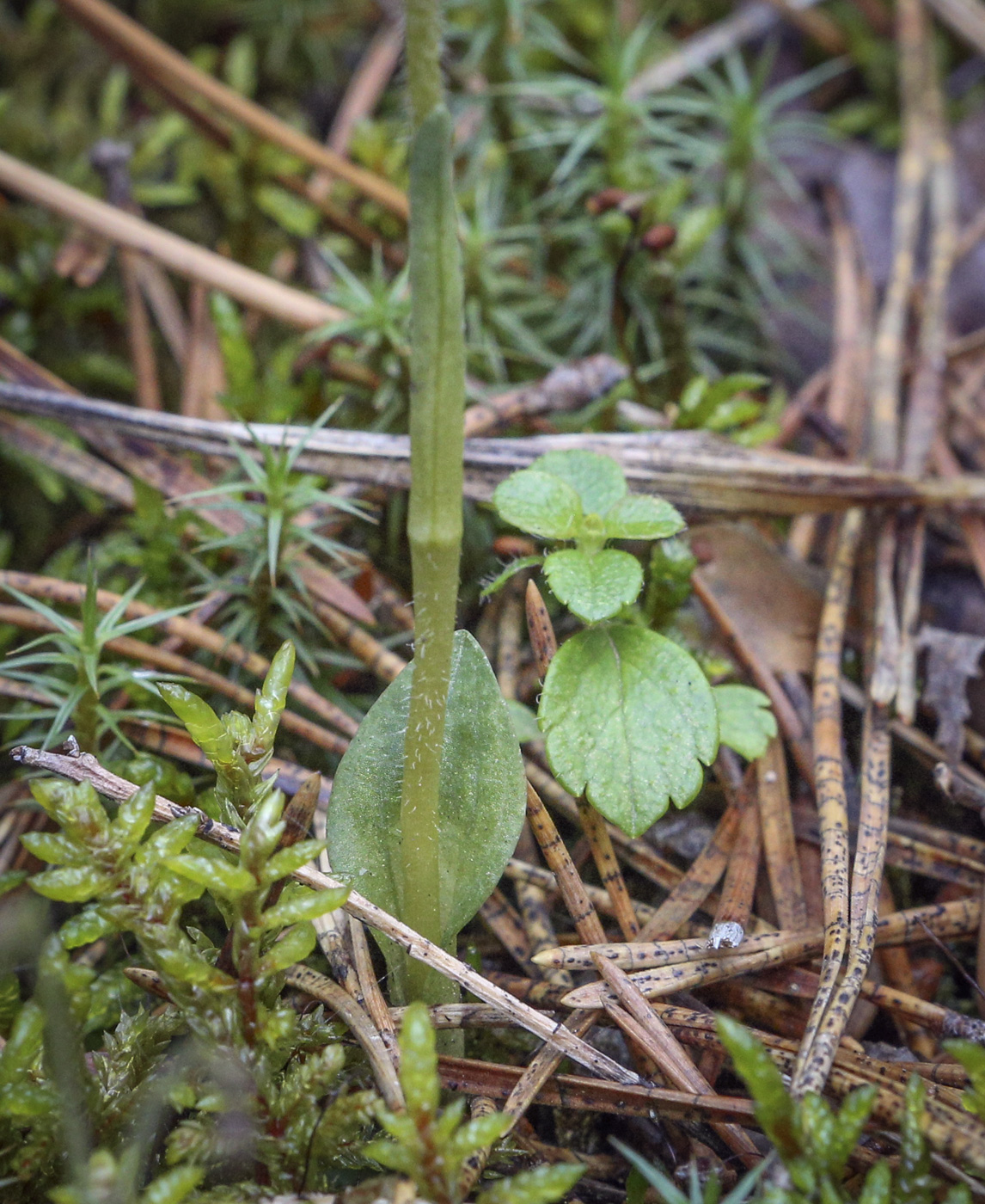 Изображение особи Goodyera repens.