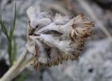 Senecio leucophyllus