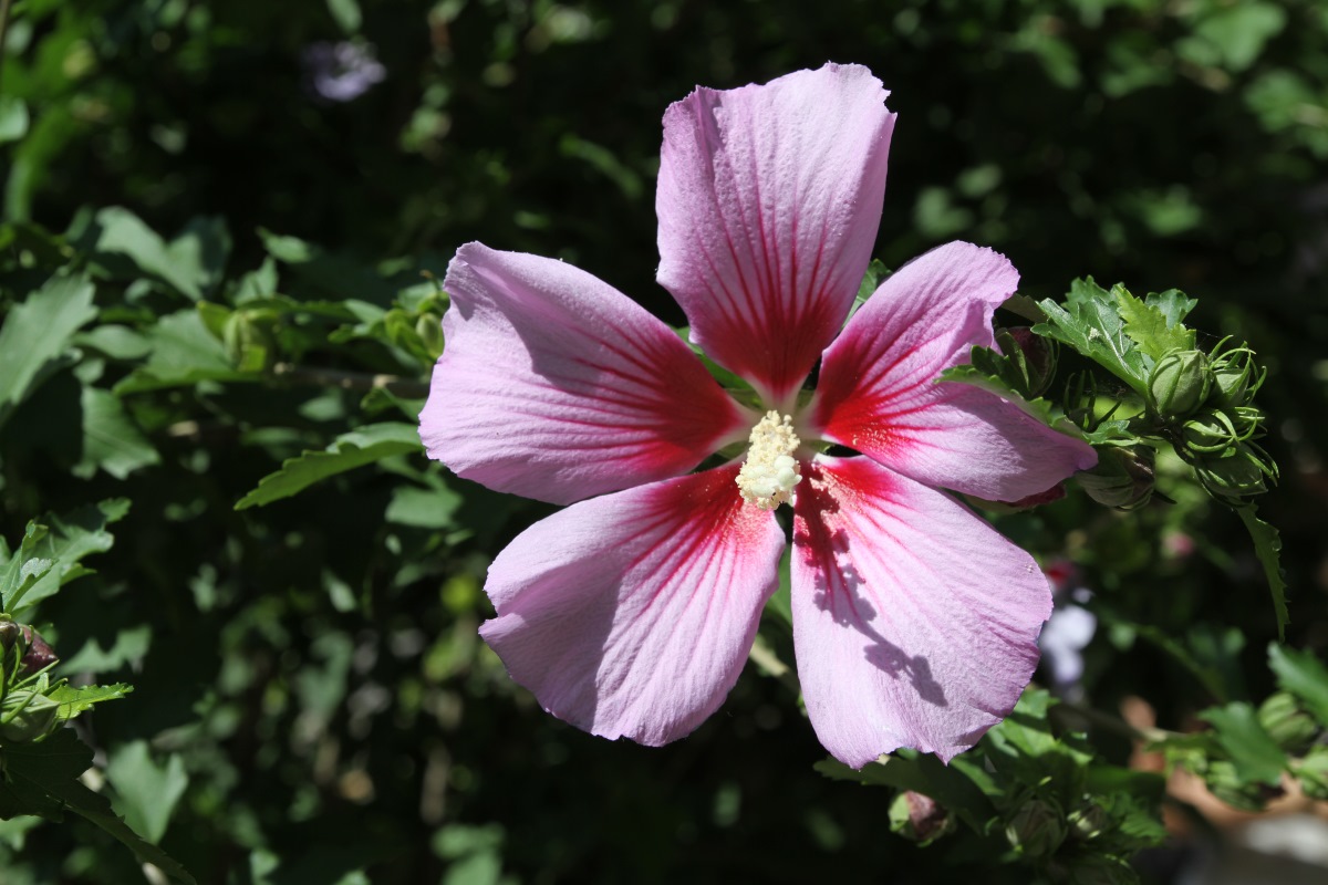 Изображение особи Hibiscus syriacus.