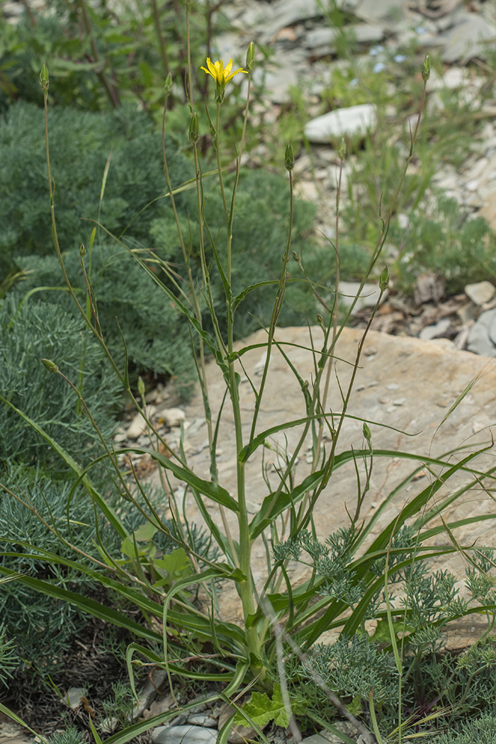 Image of Scorzonera &times; glastifolia specimen.