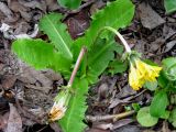 Taraxacum acricorne