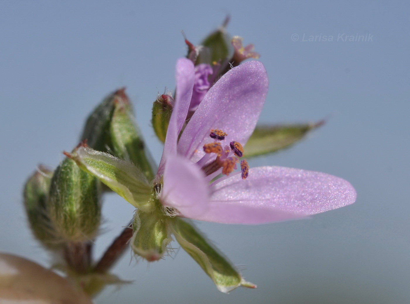 Изображение особи Erodium cicutarium.
