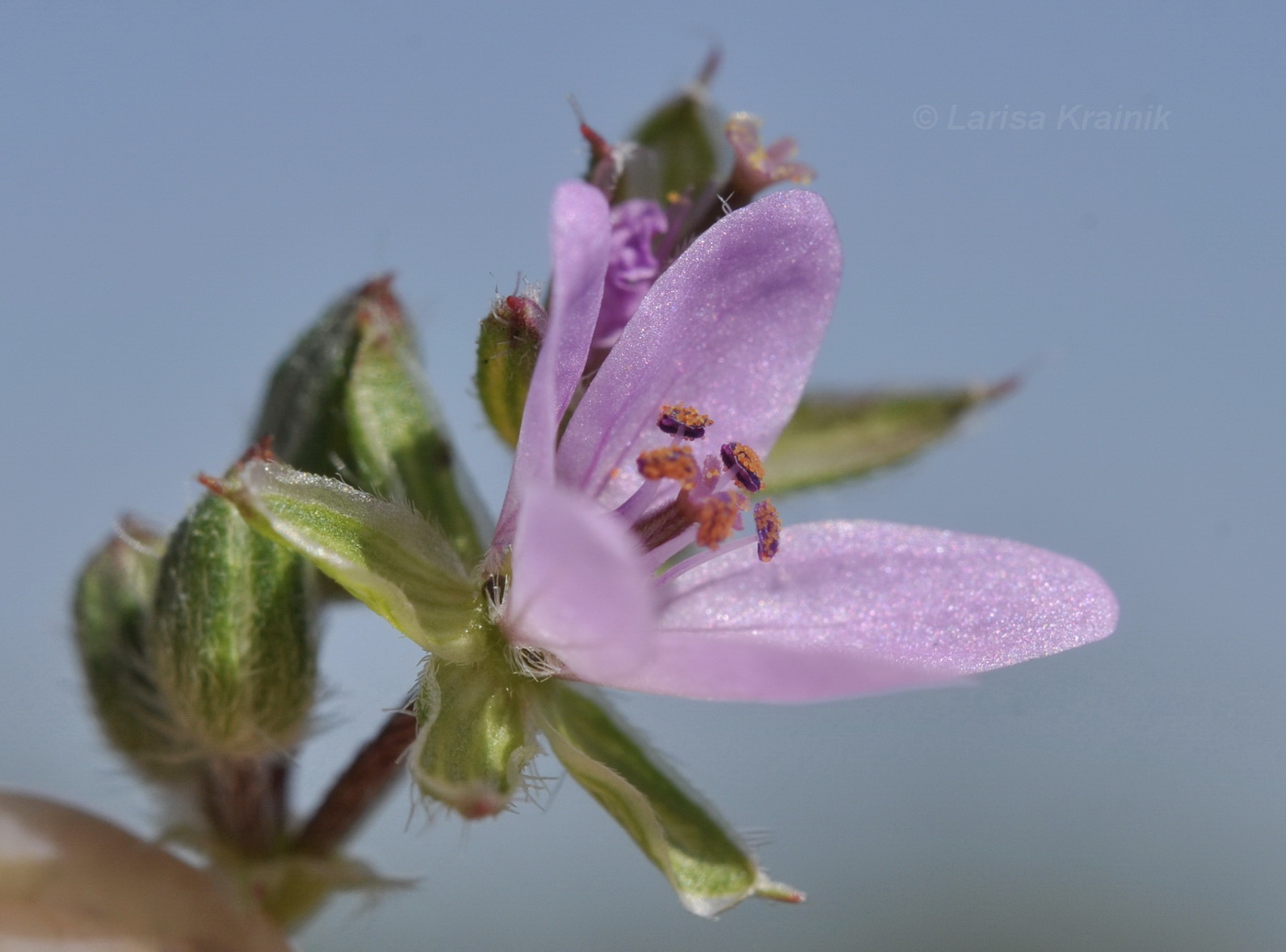 Image of Erodium cicutarium specimen.