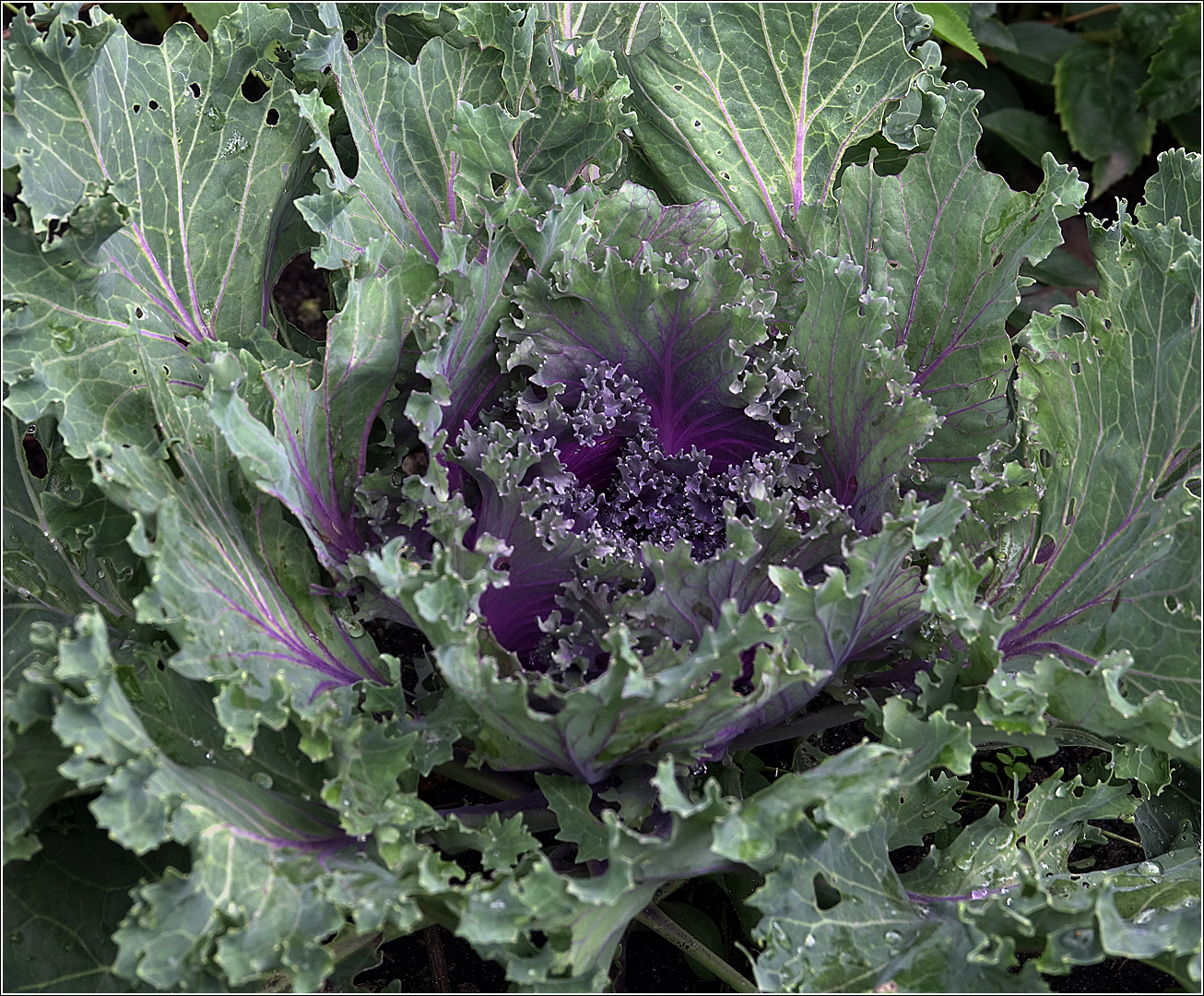 Image of Brassica oleracea var. viridis specimen.