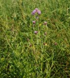 Cirsium setosum