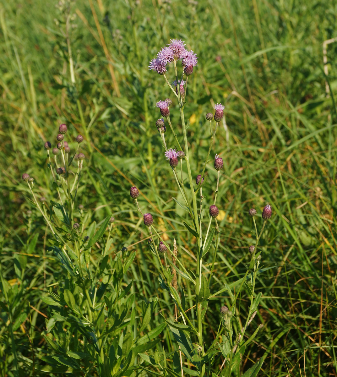 Изображение особи Cirsium setosum.