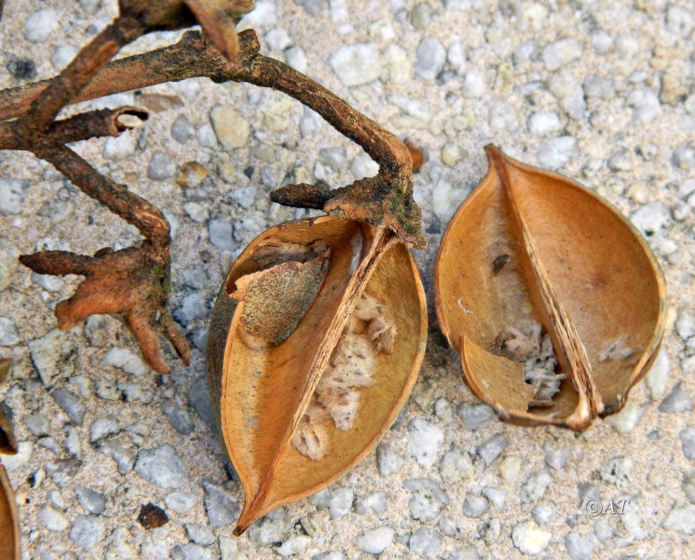 Image of genus Paulownia specimen.