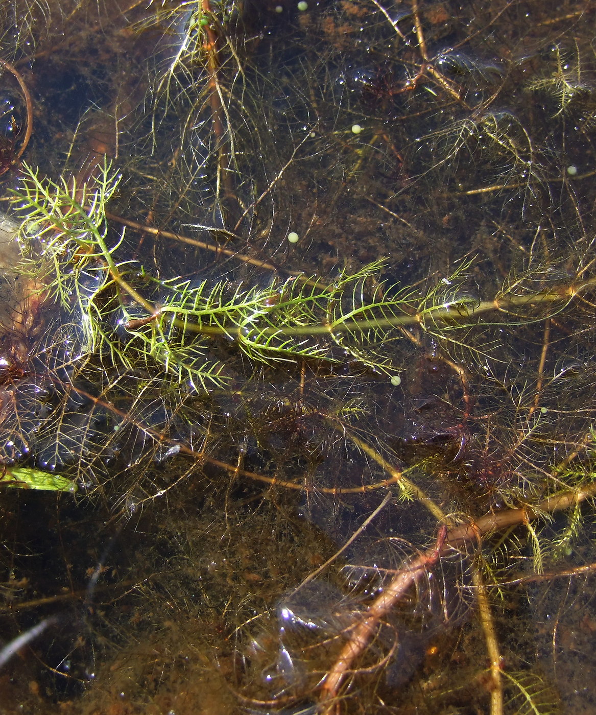 Изображение особи Myriophyllum verticillatum.