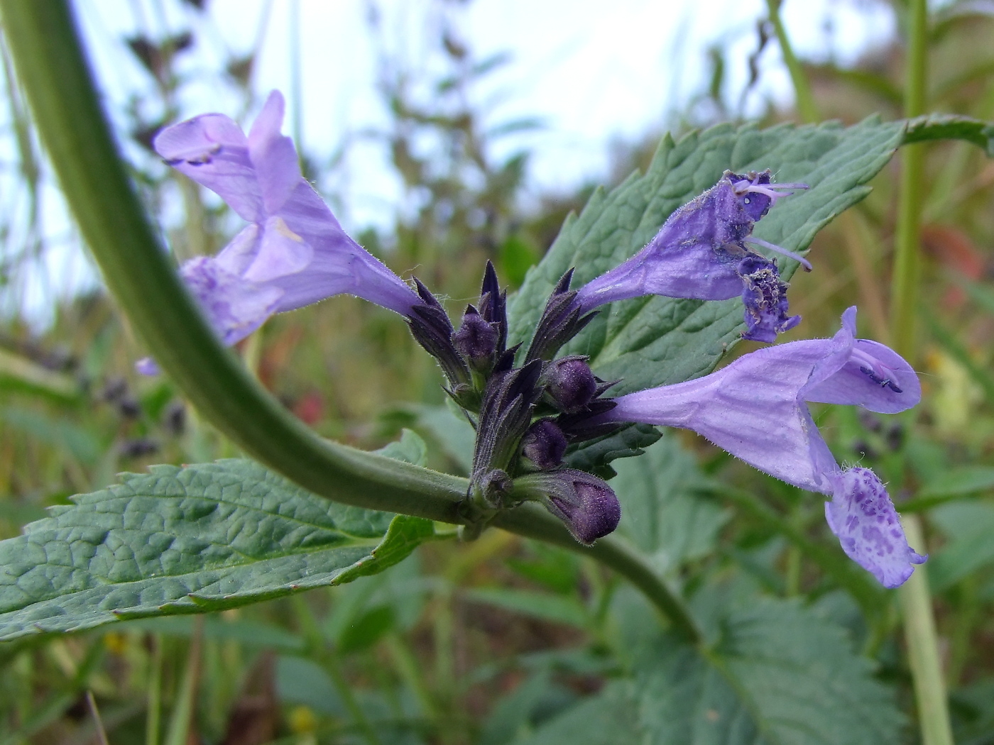 Image of Nepeta sibirica specimen.