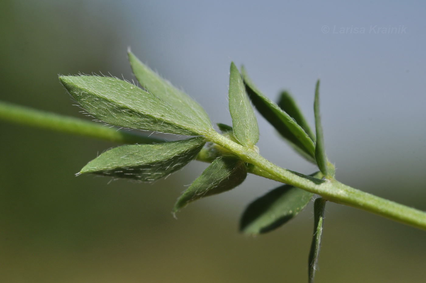 Image of genus Lotus specimen.